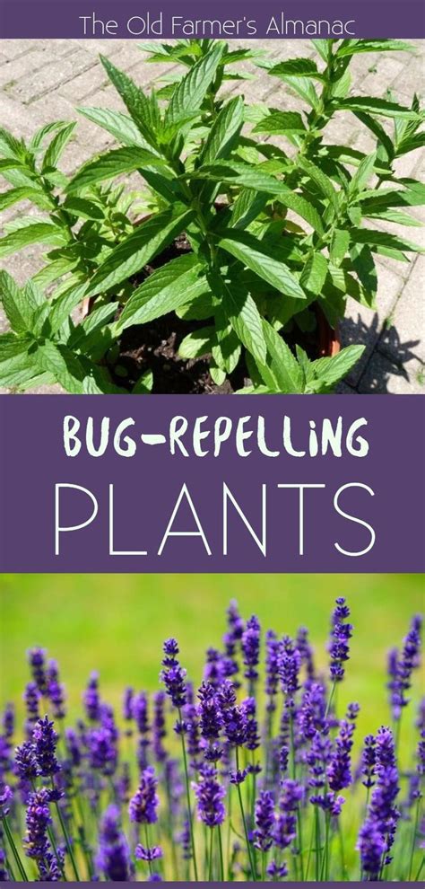 Plants That Repel Mosquitoes and Other Insects | Best herbs to grow ...