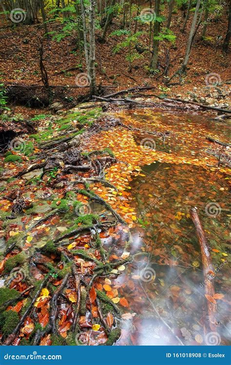 Amazing Autumn Landscape River In Colorful Autumn Park With Yellow