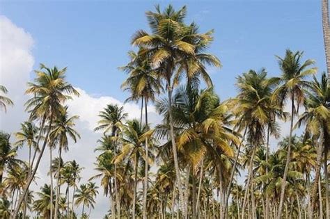 Cocos Nucifera Qué Es Características Hábitat Usos Y Cuidados