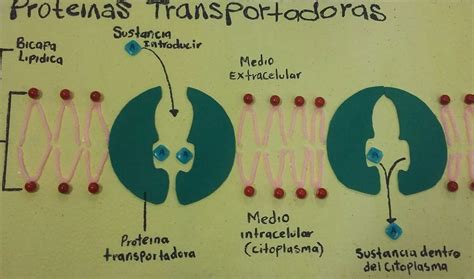Biologia Celular 2015 Ii Membrana Citoplasmatica Proteínas