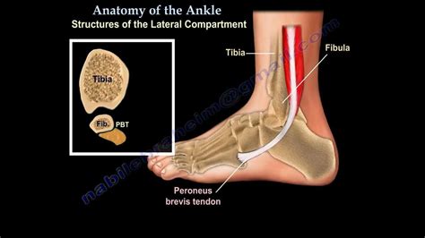 Anatomy Of The Foot And Ankle Everything You Need To Know Dr Nabil