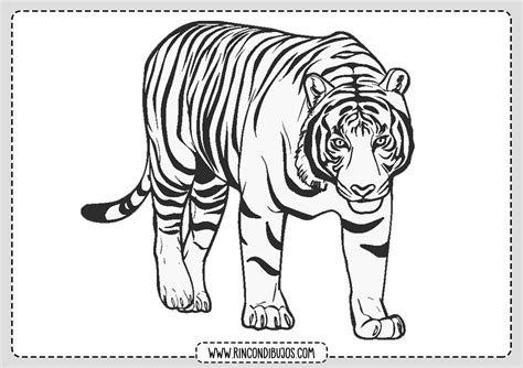 Tigres Dibujo Colorear Rincon Dibujos