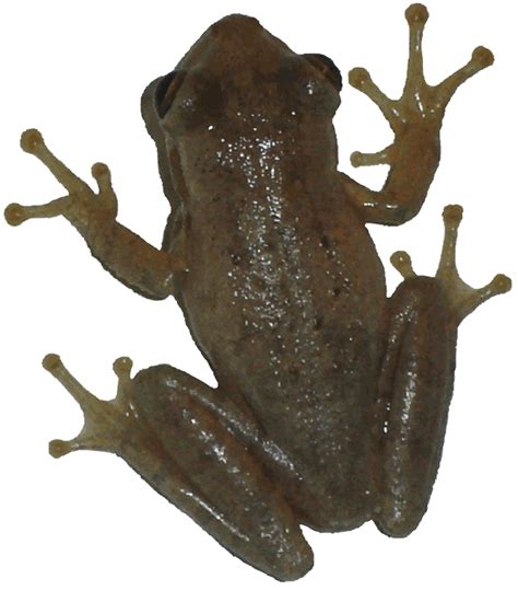New Born Frog Png Transparent Image 10 Free Transparent