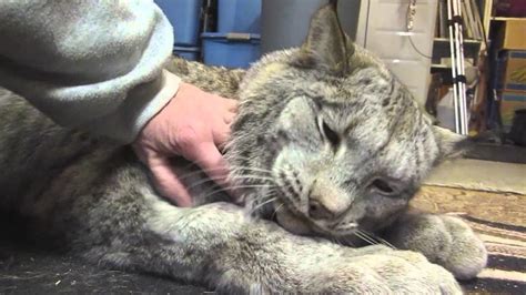 Giant Lynx Is A Big Softie When Getting Cuddles