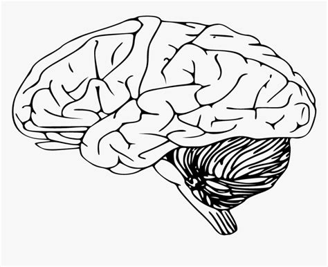 Brain Clipart Sketch Black And White Brain Hd Png Download