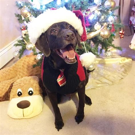 Christmas Chocolate Lab Labradorfunny