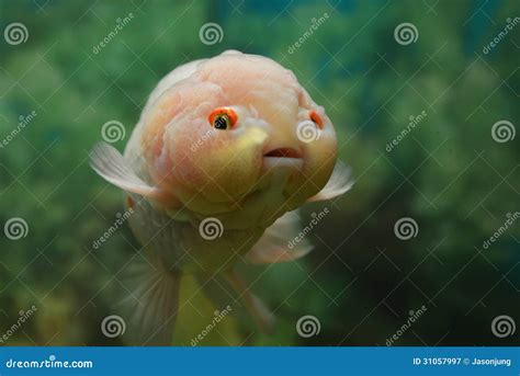 Cute Fish Royalty Free Stock Photography Image 31057997