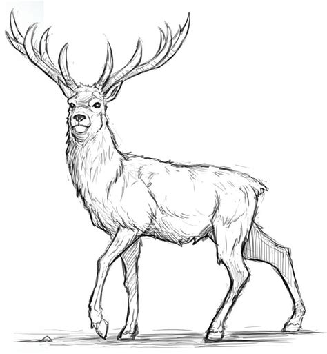 How To Draw A Deer Step By Step For Beginners
