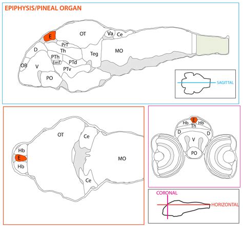 Pineal Complexepiphysis — Zebrafish Ucl