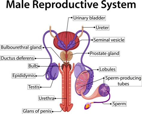 Clip Art Of A Male Reproductive System Chart Illustrations Royalty