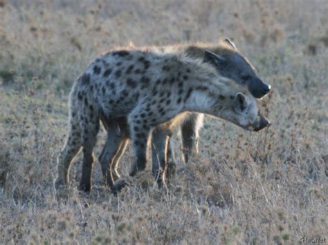 hyena mating hyenas story of africa