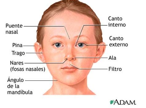 Huesos Y Musculos De La Cara