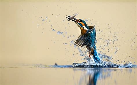 Hd Wallpaper Kingfisher Catching Fish Water Splash Brown And Blue