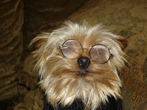 Dogs Wearing Glasses