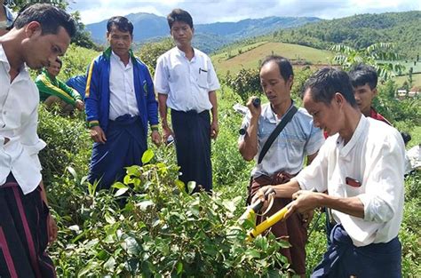 Our Activities Myanmar Tea Association