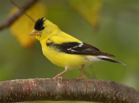 American Goldfinch Common Urban Nova Scotia Birds · Inaturalist Canada
