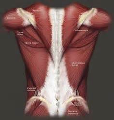 Within this group of back muscles you will find the latissimus dorsi, the trapezius, levator scapulae and the the intrinsic (deep) muscles of the backcan be further subdivided into their own superficial, intermediate and deep layers. The 11 organ systems of the human body work together to maintain life and health. | Human Body ...