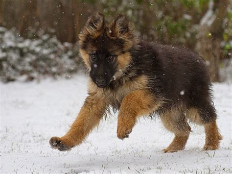 Happy German Shepherd Puppy Playing In The Snow ♥ German Shepherds