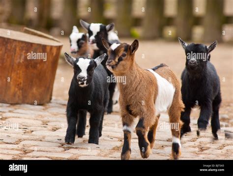 Several Goats Hi Res Stock Photography And Images Alamy