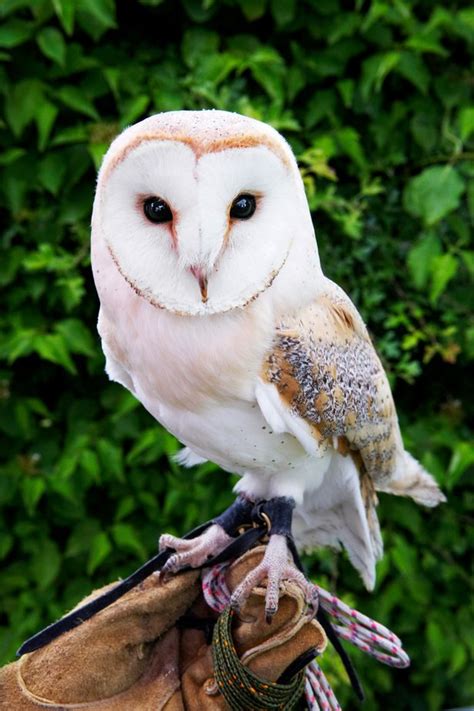 In order to teach your pet a skill, you must first know it yourself. 100 abandoned pet owls found in england after potter final ...