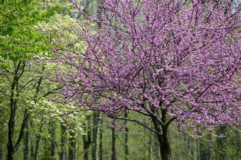 Purple flowers tree stock image. Pin by Susan Rinehart on Spring (With images) | Flowering ...