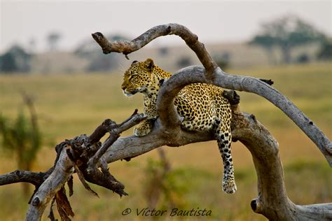 Leopardo Leopard El Leopardo Panthera Pardus Es Una Es Flickr
