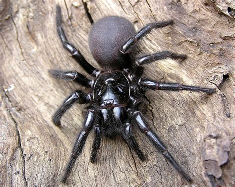 The Poisonous Sydney Funnel Web Spider Biological Science Picture