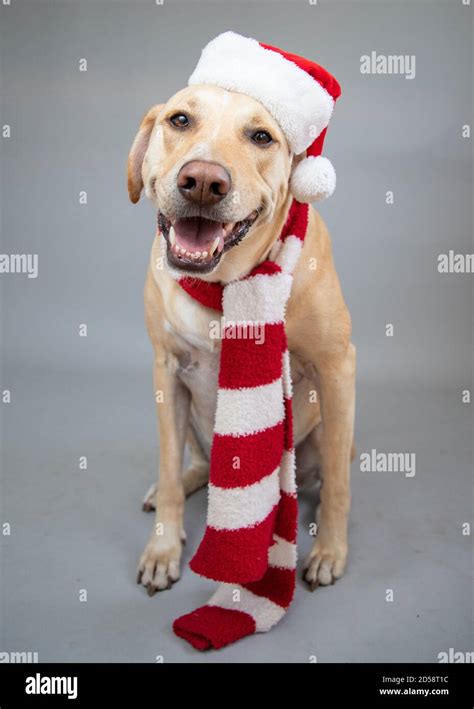 Portrait Of A Labrador Wearing A Santa Hat And Scarf Stock Photo Alamy