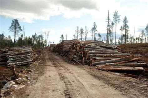 Ikea Logging Old Growth Forest For Low Price Furniture In Russia