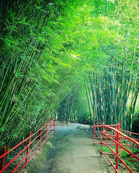 bamboo sanctuary cordillera gallery