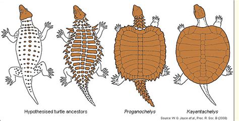 5 The Origin Of Turtles