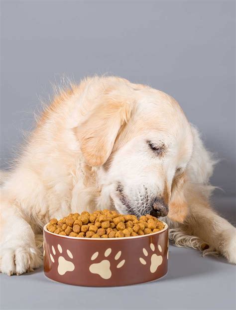 If a dog is allergic to something in its diet, usually the culprit is a protein that's commonly found in the ingredients of commercial pet foods. Best Food for Golden Retrievers with Allergies - The Happy ...