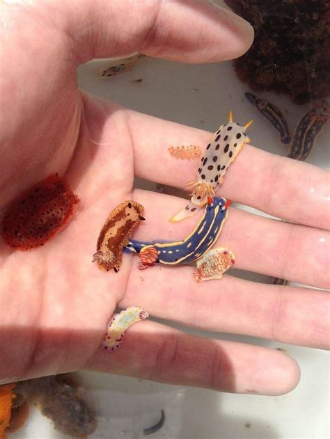 Pin By Sue Hennessy On Nudibranchs Sea Slug Cute Little Animals