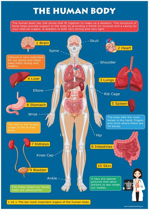 The Human Body Organs Labeled For Kids