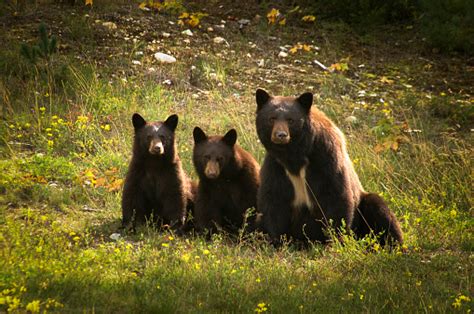 Mother Bear With Her Two Cubs Stock Photo Download Image Now Istock
