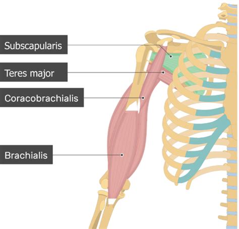 Subscapularis Muscle Attachments Action And Innervation