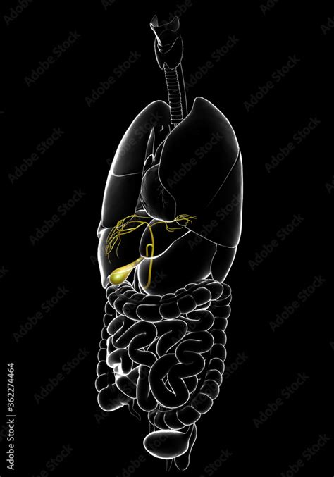 3d Rendered Medically Accurate Illustration Of Organs Gallbladder