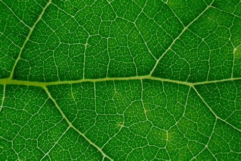 Pattern Of Fresh Green Leaf Texture · Free Stock Photo