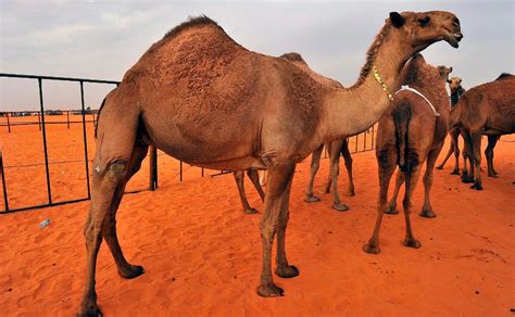 Descalifican A 12 Camellos En Concurso De Belleza Por Usar Bótox