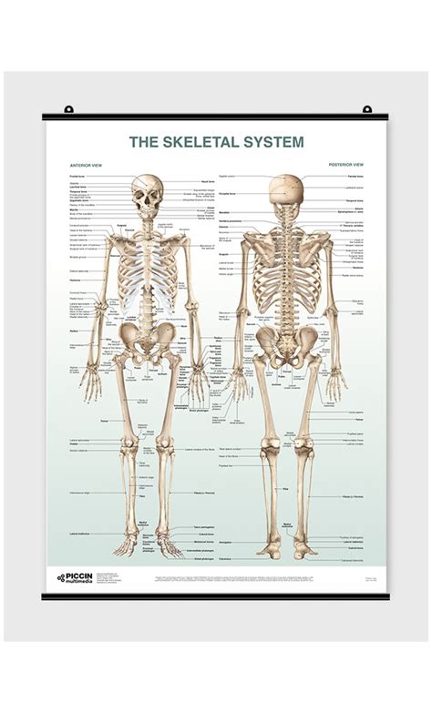 Wanted Poster Skeletal System