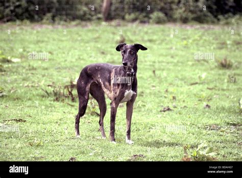 Lurcher Dog Hi Res Stock Photography And Images Alamy