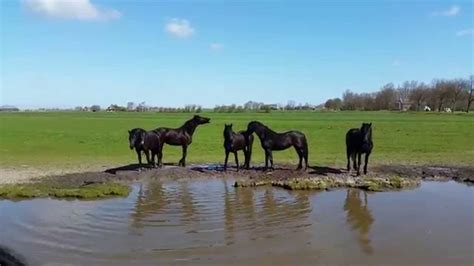 Friesian Horses Playing In The Water Youtube