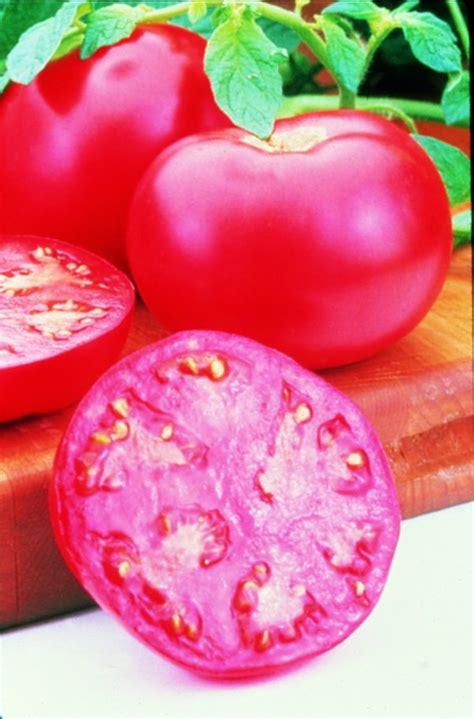 Pink Girl Tomato Banner Greenhouses