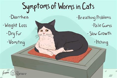 How To Get Rid Of Tapeworms In Cats