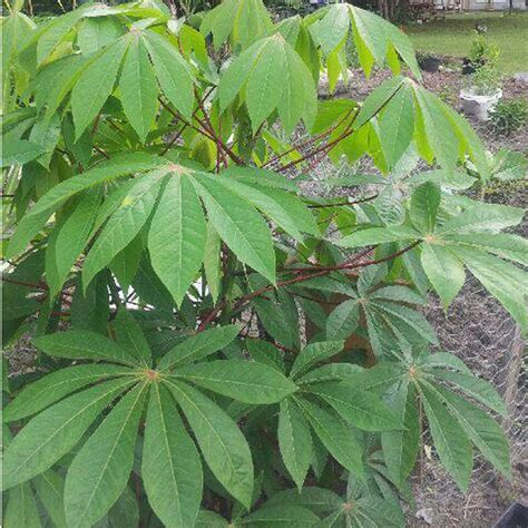 Cassava Leaves High Quality Cassava Leaf For Salevietnam Price