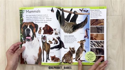 Dk Reference First Animal Encyclopedia By Ig Alphabetbabies Youtube