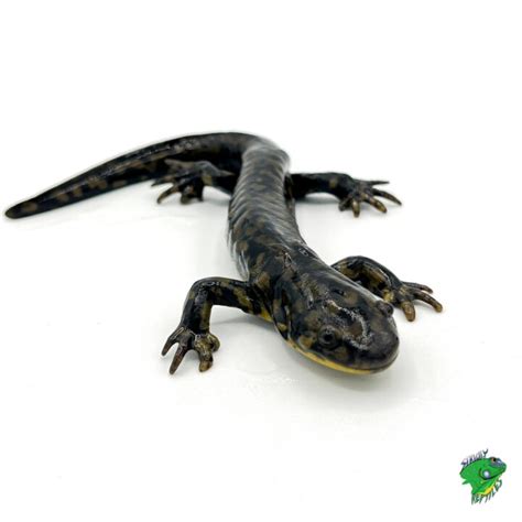 Tiger Salamander Juvenile To Adult Strictly Reptiles