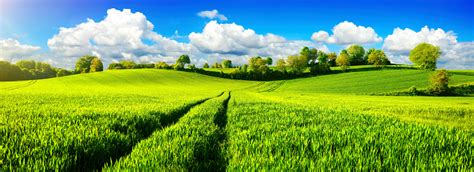 Fields of greens combines young barley grass, wheat grass, alfalfa and added cayenne pepper (to help. Idyllic Green Fields With Vibrant Blue Sky Stock Photo ...