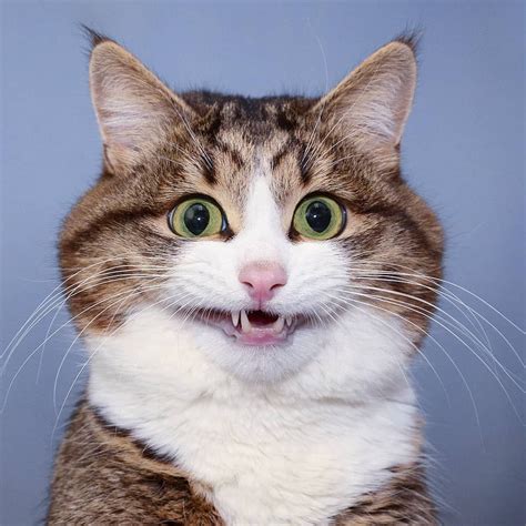 Funny Pictures Of Cats Smiling Biruellis