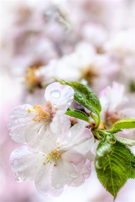 Cherry Blossoms In The Rain